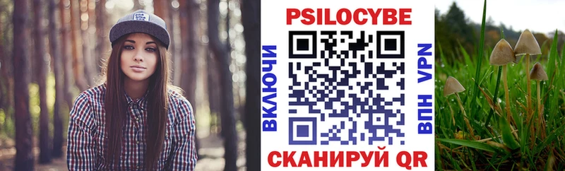 закладки  Сураж  Галлюциногенные грибы Psilocybine cubensis 